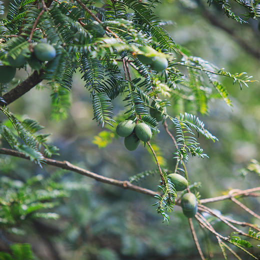 浔隐山 黄山黟县香榧 坚果零食炒货 地理标志产品250g/袋 商品图6