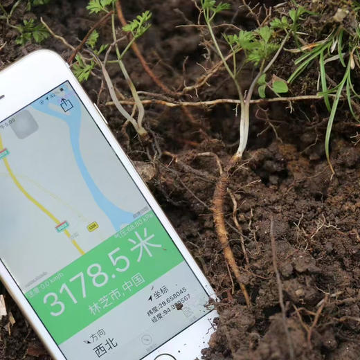 【西藏野生藏当归】西藏林芝地区野生当归100g 商品图5