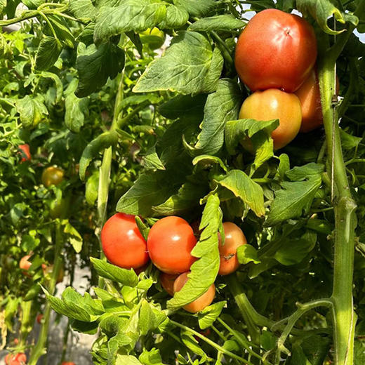 【包邮】【流沙番茄和长黄瓜】组合4斤自然生长 不催熟 现摘现发 清脆爽口 商品图6