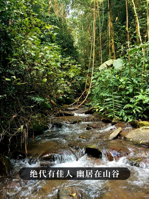 【金奖落水洞单株】2018年头春头采易武生态古茶第一村；历年斗茶会上三次夺魁山头；普洱茶生茶饼 357克/饼，拍5发6拍20发25 商品图8