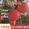 洛川苹果  80mm果 商品缩略图0