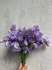 日本进口花材香豌豆10支 商品缩略图9