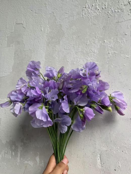 日本进口花材香豌豆10支 商品图9