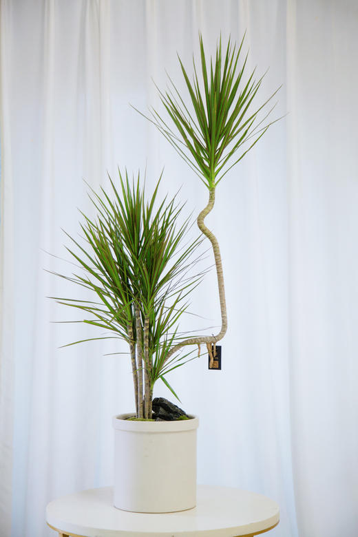 造型青叶七彩铁 商品图0