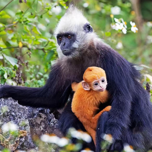 山海鲸奇遇记｜广西崇左钦州涠洲岛·6天5晚【大玩家】 商品图1