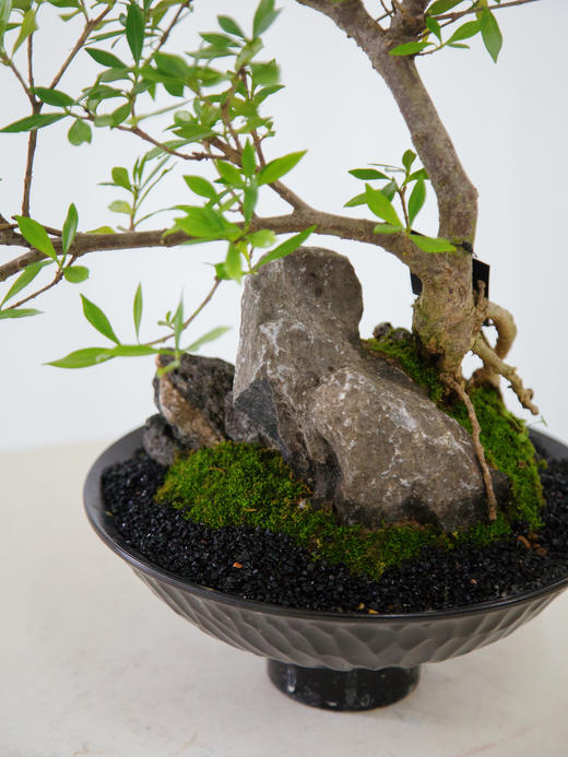 提根栀子花 商品图1