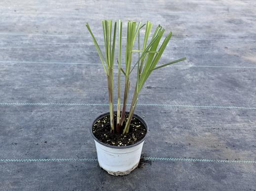 各种可食用香草 商品图1