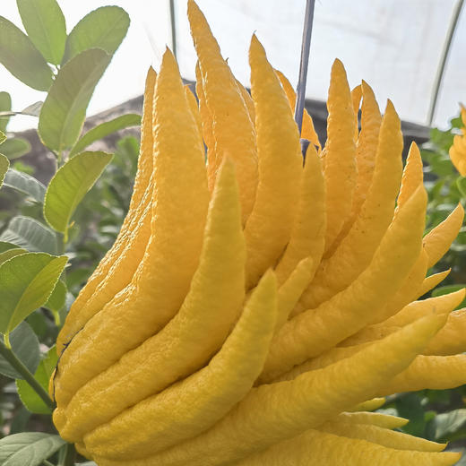 金佛手 国潮闻果 清香浓郁 新鲜采摘 基地直发 商品图3