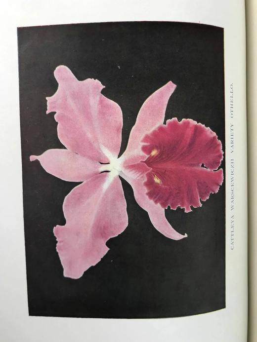 1910年 兰花图集 约百幅插图 精装16开 商品图14