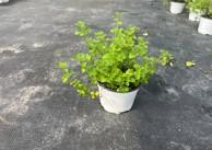 各种可食用香草 商品图3