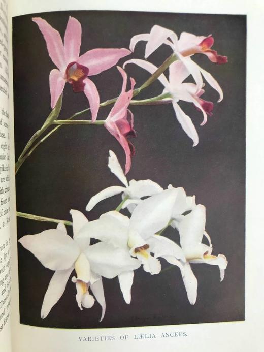 1910年 兰花图集 约百幅插图 精装16开 商品图9