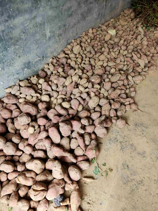 正宗乡里红薯粉，1斤，邵阳带回来的 商品图2