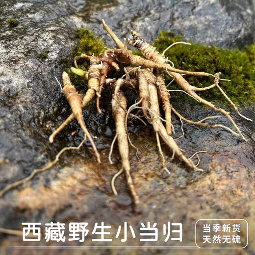 【西藏野生藏当归】西藏林芝地区野生当归100g 商品图1