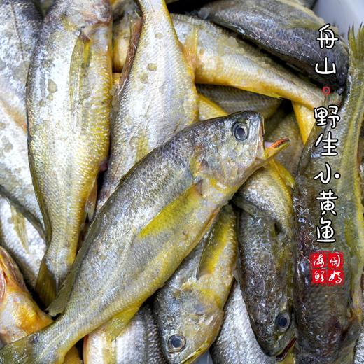 【闹妈海鲜】[液氮速冻]舟山小黄鱼 各种规格 商品图4