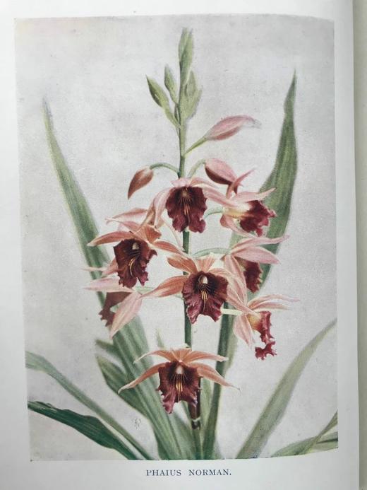 1910年 兰花图集 约百幅插图 精装16开 商品图3