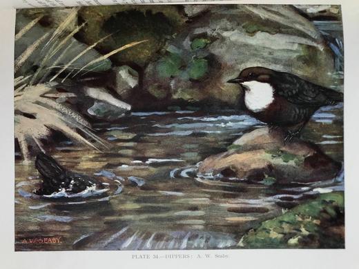 1930年 英国鸟类图集 202页彩色插图 漆布精装16开 商品图14