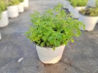 各种可食用香草 商品图5