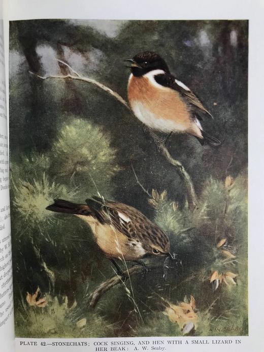 1930年 英国鸟类图集 202页彩色插图 漆布精装16开 商品图13