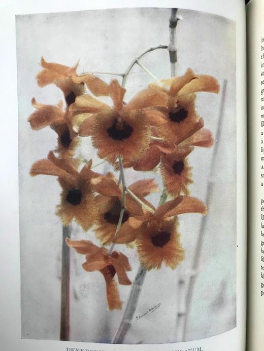 1910年 兰花图集 约百幅插图 精装16开 商品图12