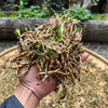 【西藏野生藏当归】西藏林芝地区野生当归100g 商品缩略图9