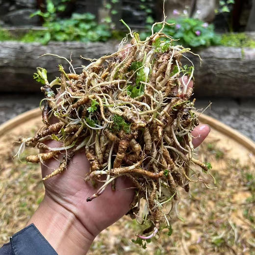 【西藏野生藏当归】西藏林芝地区野生当归100g 商品图9