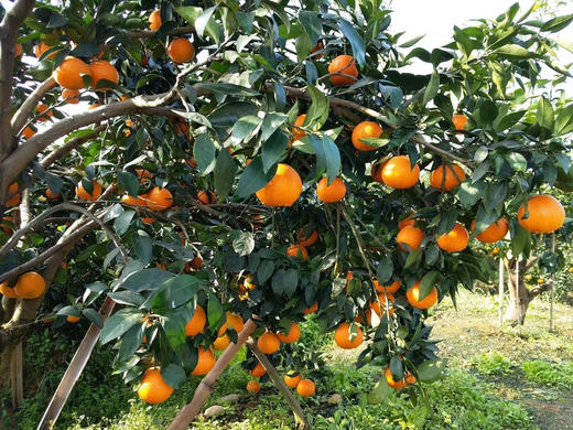 【包邮】爱媛果冻橙 38号 只做高品质 自然熟果子 新鲜现摘现发  拒绝催熟冻果❗72小时内发货，急单见谅！ 商品图3