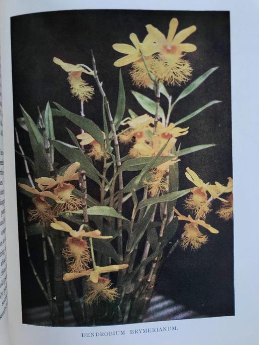 1910年 兰花图集 约百幅插图 精装16开 商品图13