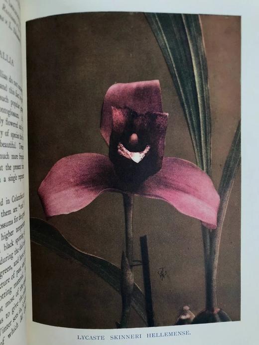 1910年 兰花图集 约百幅插图 精装16开 商品图8