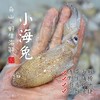 【闹妈海鲜】鲜冻东海舟山野生小海兔，一斤一盒50只左右 商品缩略图0
