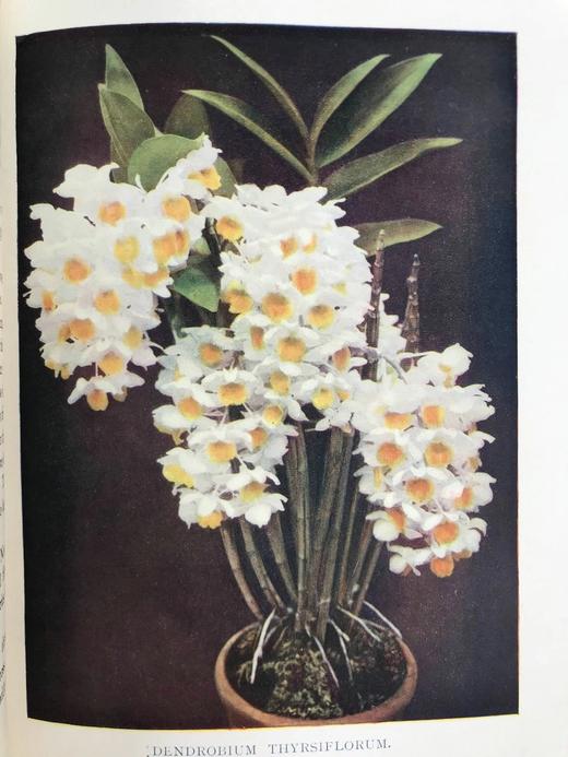 1910年 兰花图集 约百幅插图 精装16开 商品图11