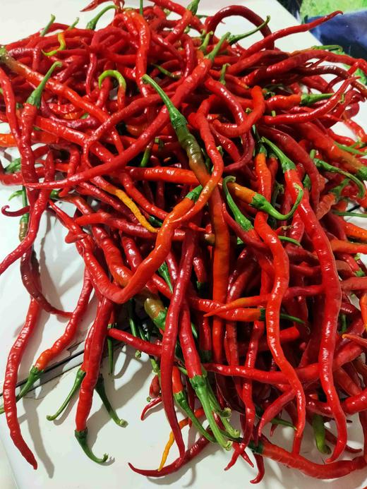 浏阳鸡肠子红辣椒，1斤 商品图1