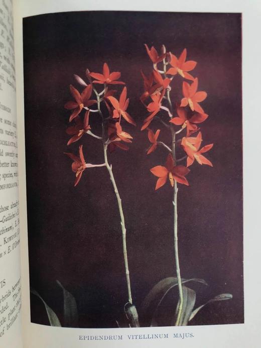 1910年 兰花图集 约百幅插图 精装16开 商品图10