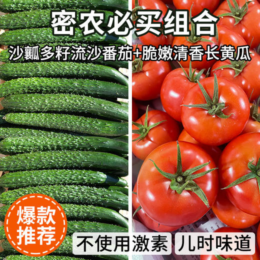 【包邮】【流沙番茄和长黄瓜】组合4斤自然生长 不催熟 现摘现发 清脆爽口 商品图9