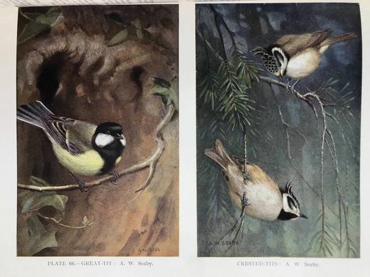 1930年 英国鸟类图集 202页彩色插图 漆布精装16开 商品图9