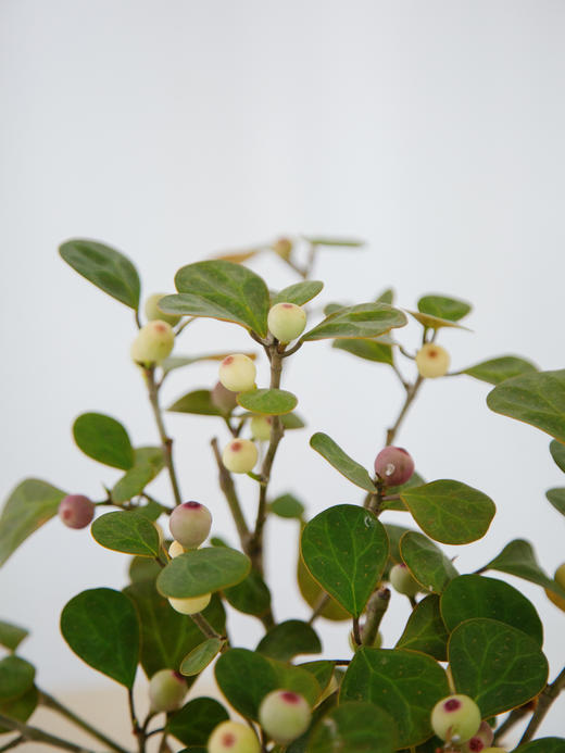 小盼菩提 商品图1