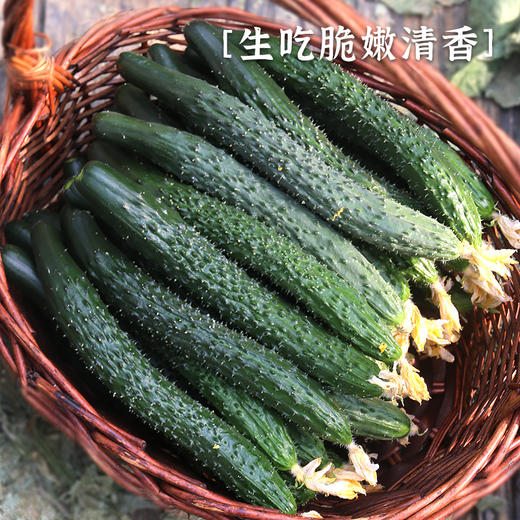 【包邮】【流沙番茄和长黄瓜】组合4斤自然生长 不催熟 现摘现发 清脆爽口 商品图3