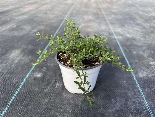 各种可食用香草 商品图4