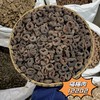 乌梅 常用规格 云南生乌梅颗粒 商品缩略图2