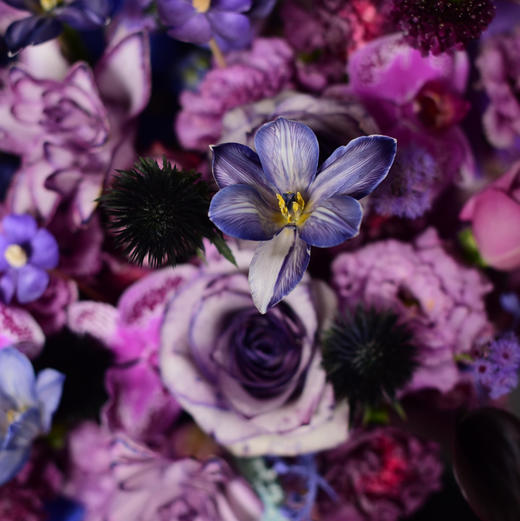 《星光璀璨》黑紫色千金风郁金香重瓣百合剑兰高级感紫色抱抱桶（需提前一天预定） 商品图2