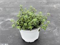 各种可食用香草 商品图2