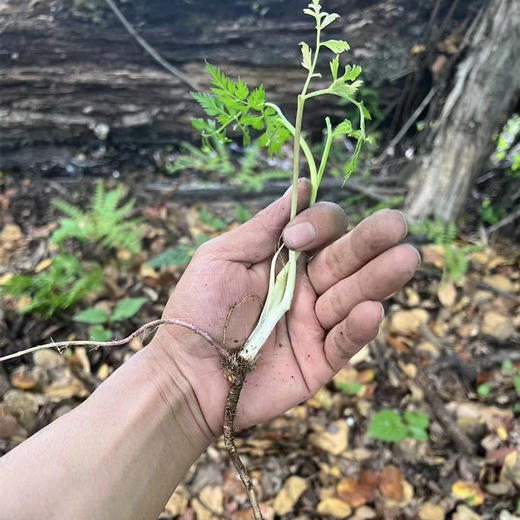 【西藏野生藏当归】西藏林芝地区野生当归100g 商品图7