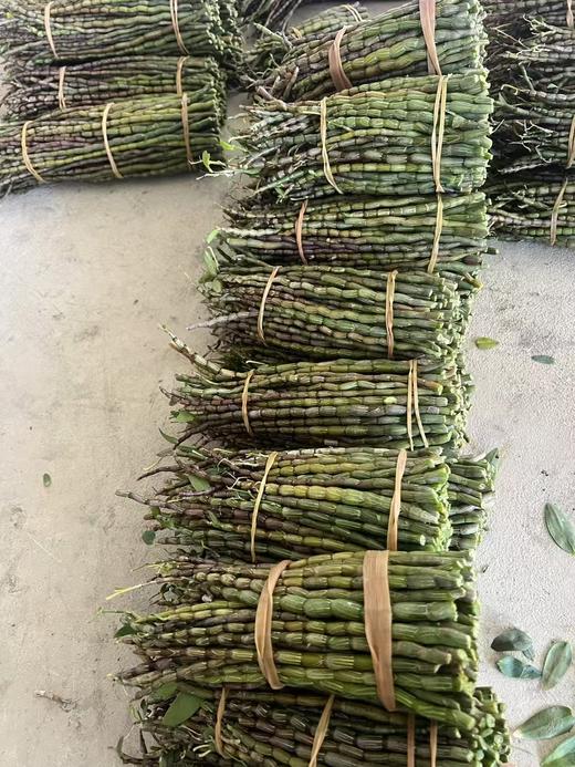 云南新鲜铁皮石斛鲜条 甄选5年以上的铁皮石斛  滋阴清热 煲汤泡水 500g 商品图6