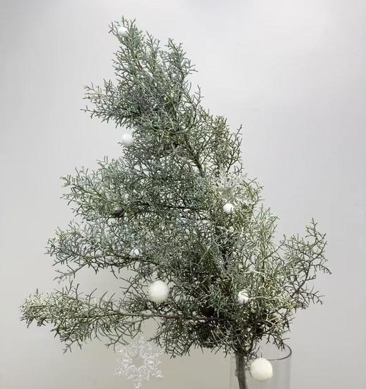 国产花材-【雪花松】 商品图3