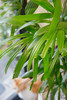 棕竹 商品缩略图1