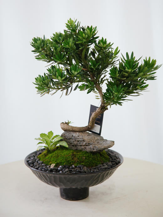 菊芯罗汉松 商品图0