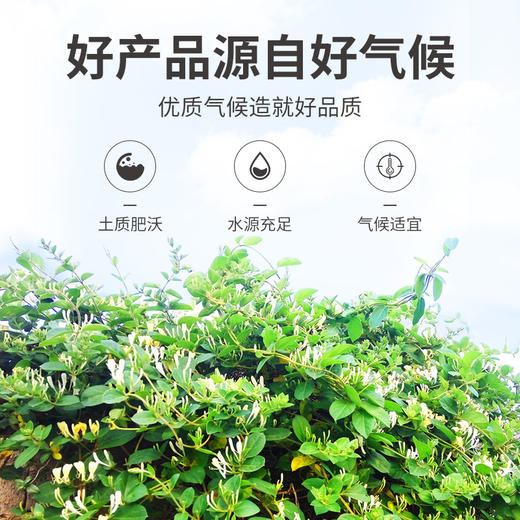 方家铺子 金银花70g/瓶装 商品图8