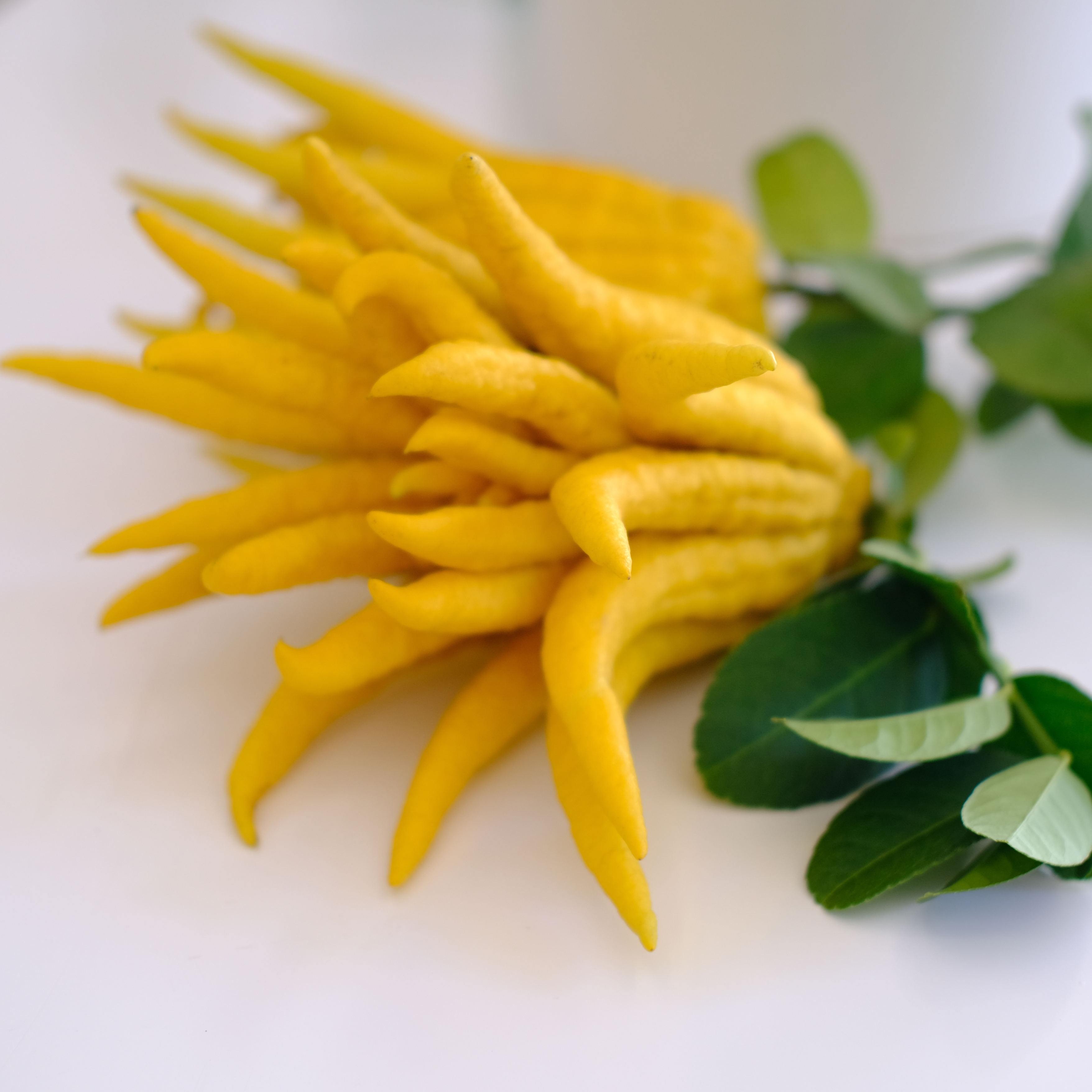 金佛手 国潮闻果 清香浓郁 新鲜采摘 基地直发