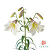 百合-东方月亮 5枝一扎 商品缩略图0