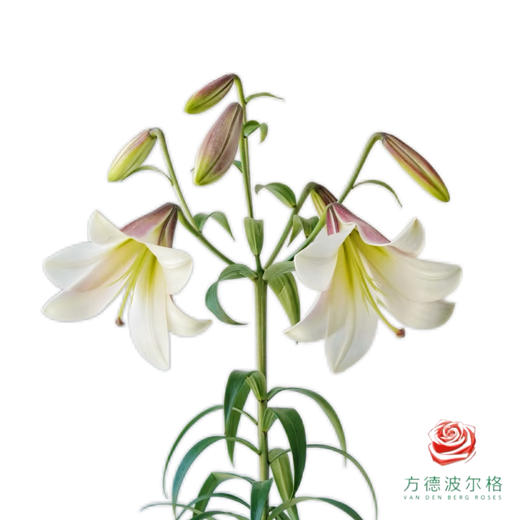 百合-东方月亮 5枝一扎 商品图0