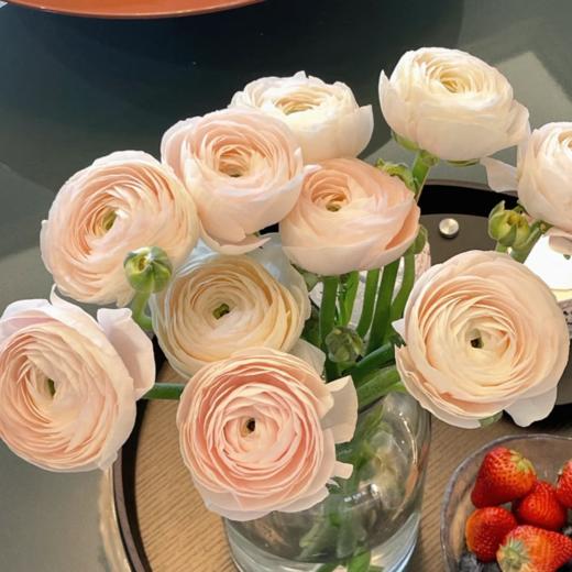 超级丨河内洋牡丹丨5支【稀有】 商品图0